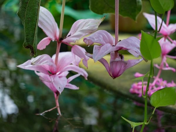 Medinilla magnifica Pflege Tipps für eine wundervolle Blütenpracht