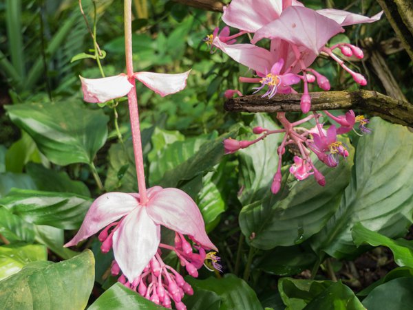 Bei optimaler Pflege bedankt sich Medinilla mit prachtvollen Blüten