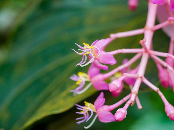 Dei eigentlichen Blüten der Medinilla sind filigran und klein