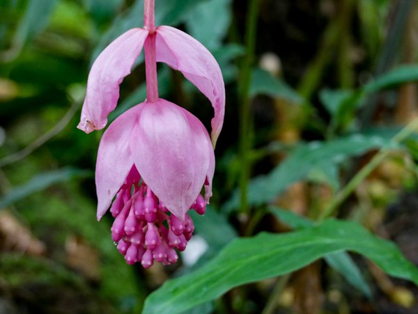 Geschlossene Blüten der Medinilla