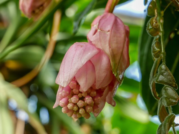 Medinilla Blütem die sich langsam öffnet