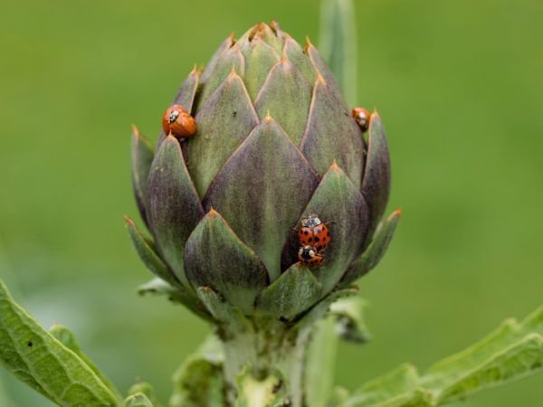 der botanische garten bonn