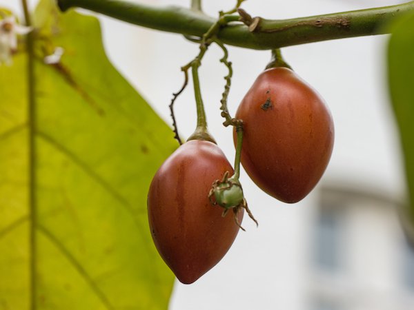 Tamarillo Baumtomate