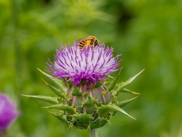 Bienenfreundlicher Garten