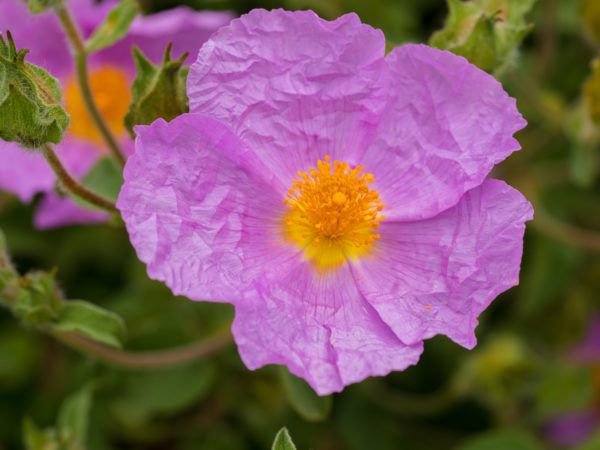 der botanische Garten Bonn