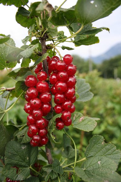 LuberaÃÂ® RibestÃÂ® SonetteÃÂ®