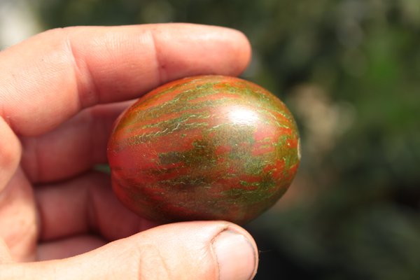 sÃ¼sse Tomate MÃ©lange (Solanum lycopersicum )