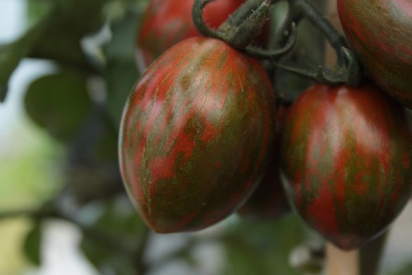 Tomaten Pflege süsse Tomate Melange (Solanum lycopersicum )