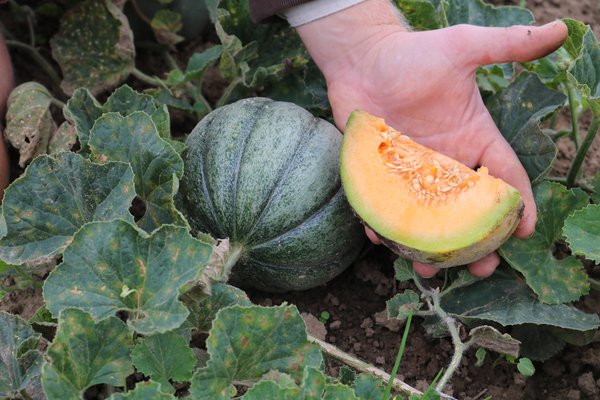 Freilandmelonen, Züchtung Lubera