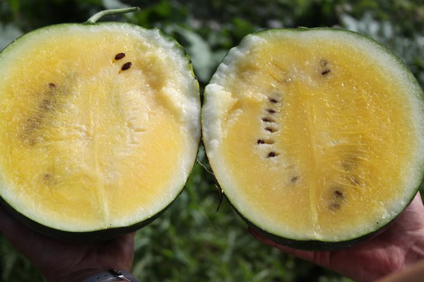 Gelbe Wassermelone Janosik (Citrullus lanatus)