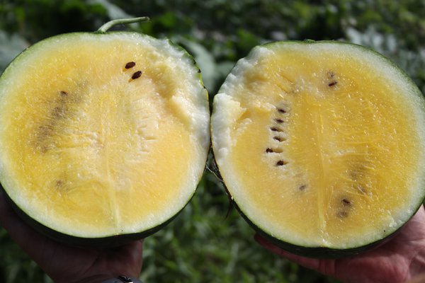 Melonen pflegen Gelbe Wassermelone Janosik