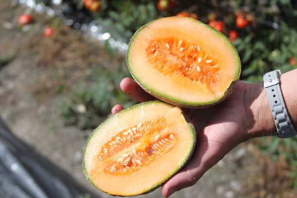 Melonen pflegen Zuckermelone Honigmelone Honey Bun