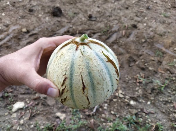 Melonen ernten, Melonen, Lubera, Raphael Maier