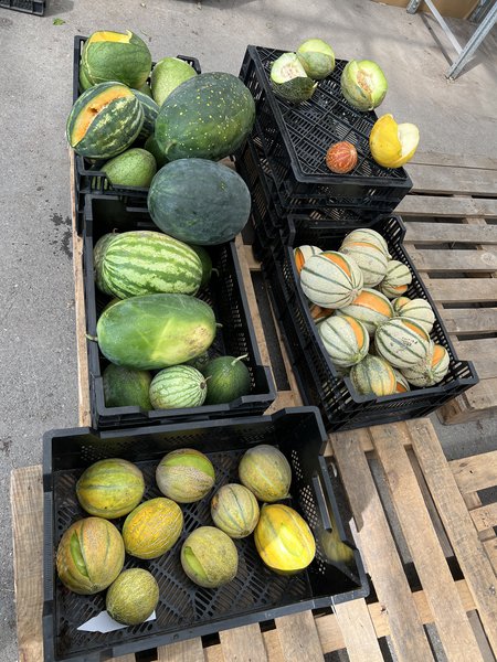 Melonen ernten, Melonen, Lubera, Raphael Maier, Wassermelone, Honigmelone
