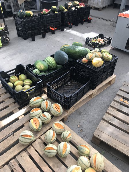 Melonen Testessen, Lubera, Melonen ernten 
