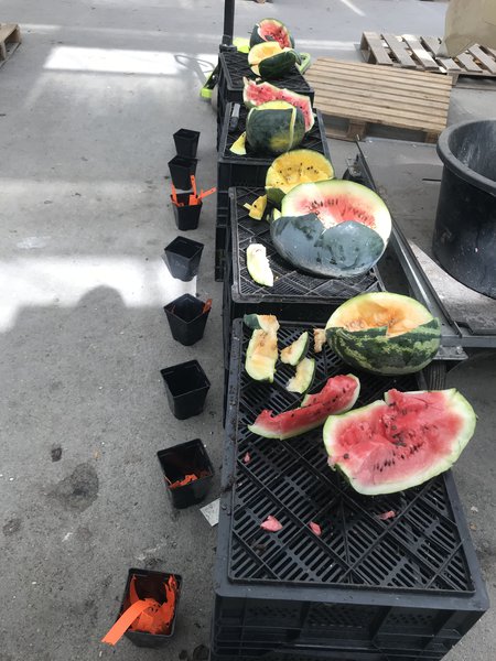 Melonen Testessen, Lubera, Melonen ernten 