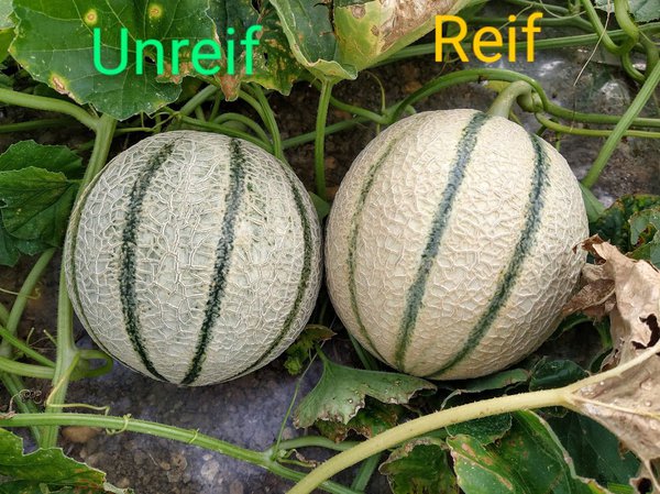 Melonen ernten, Melonen, Lubera, Raphael Maier