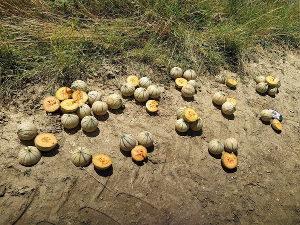 Freilandmelonen, Züchtung Lubera