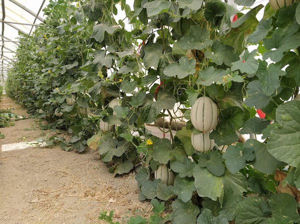 Freilandmelonen, Züchtung Lubera