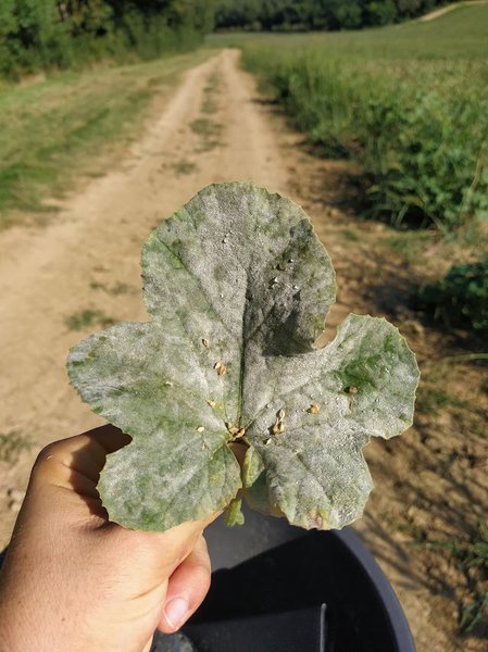 Freilandmelonen, Züchtung Lubera