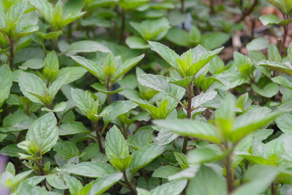 Mentha spicata 'Black Spearmint'