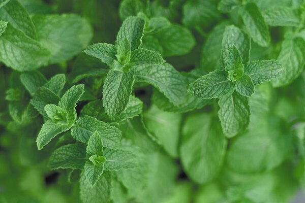 Mentha spicata Marokko, Minze, 1,3L-Topf