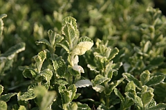 Mentha suaveolens 'Variegata'