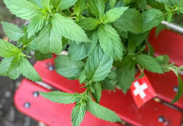 Mentha x piperita f. Citrata, Swiss, Minze, Pfefferminze, 1,3L-Topf Eigenproduktion
