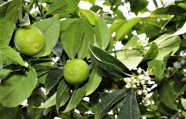 Mexikanische Limette 'Messicana' (Citrus aurantifolia)
