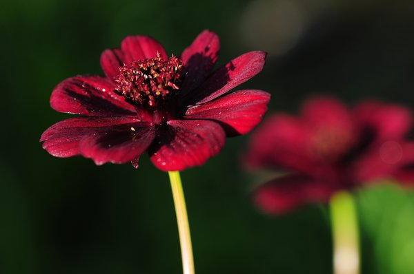 Schokoladen-Kosmee Blüte.