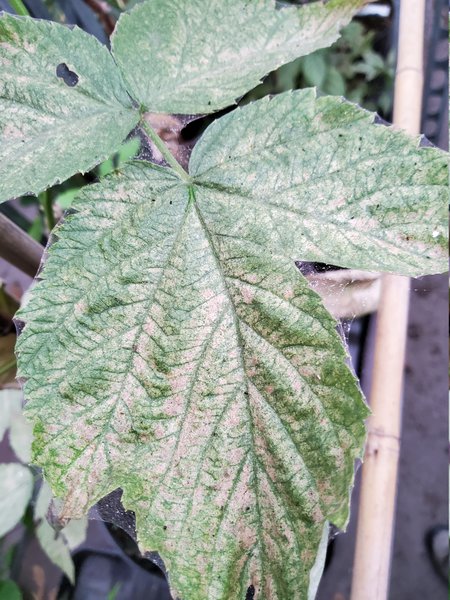 Himbeeren gelbe Blätter Milben
