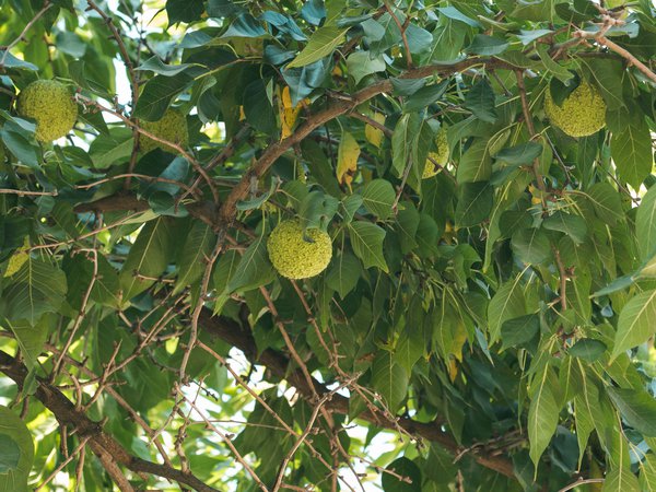 Milchorangenbaum, Maclura pomifera