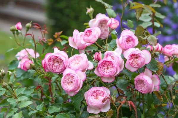 The Mill on the Floss (Austulliver) an English Shrub rose (Image courtesy of David Austin Roses)