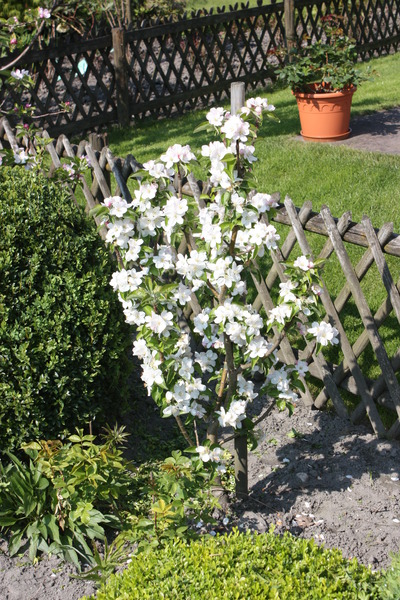 Süsse Apfelsorten Apfel Maloni Lilly lubera