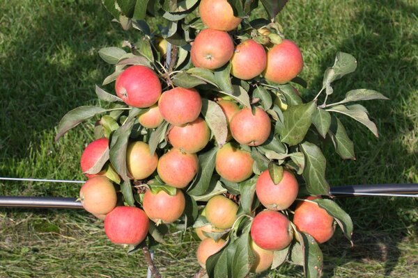 Apfel Maloni Lilly, Apfelbaum klein (quer)