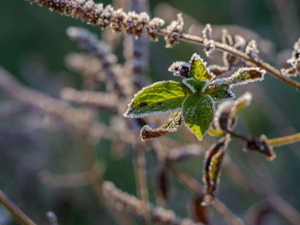 Nicht nur der Zitronenbaum kann Dauerfrost nicht abhaben - die meisten Pflanzen reagieren empfindlich!