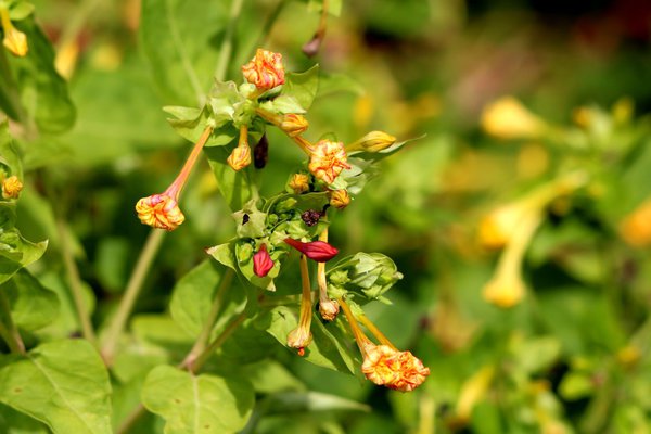 Geschlossene Blüten am Tag