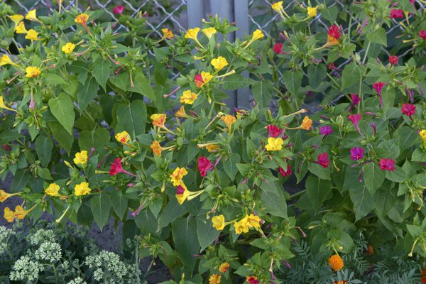 Fröhliche Wunderblumen im Garten