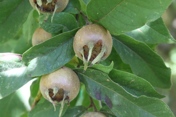 Mispel 'Robin Hood', Mespilus germanica