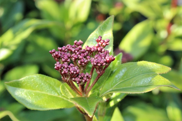 Viburnum tinus Immergrüner Mittelmeerschneeball Blütenknospe Lubera