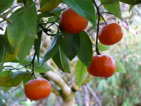 Früchte am Baum
