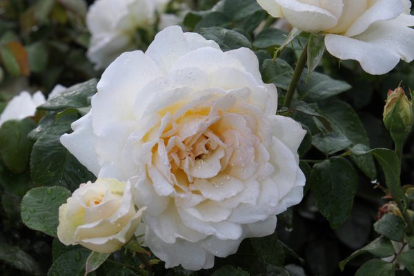 Edelrose Metro