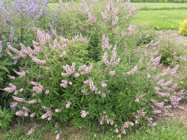 Mnchspfeffer 'Pink Pinnacle' Vitex agnus-castus 'Pink Pinnacle'