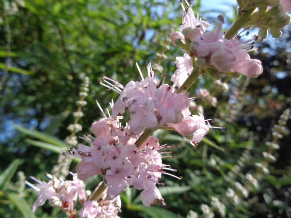 Mnchspfeffer 'Santamaria' Vitex agnus-castus 'Santamaria'