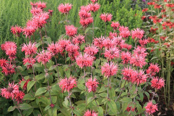 Monarda didyma 'Balance'