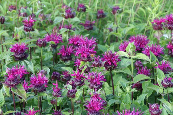 Monarda, Bee True, Staude, Pppel
