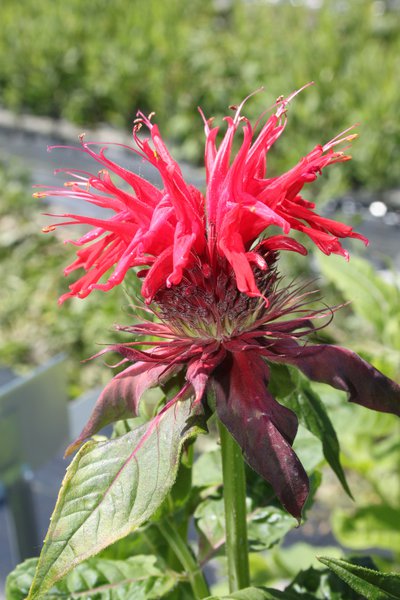 Indianernessel pflanzen, Monarda fistulosa Cambridge Scarlet, Lubera