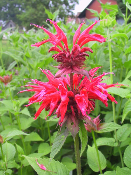 Indianernessel pflanzen, Monarda Gardenview Scarlet, Lubera