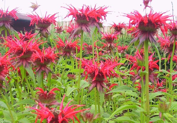 Monarda fistulosa 'Squaw' (quer)