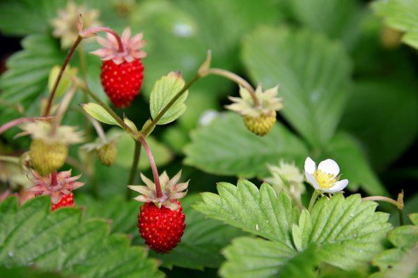 Monatserdbeeren vermehren sich von alleine